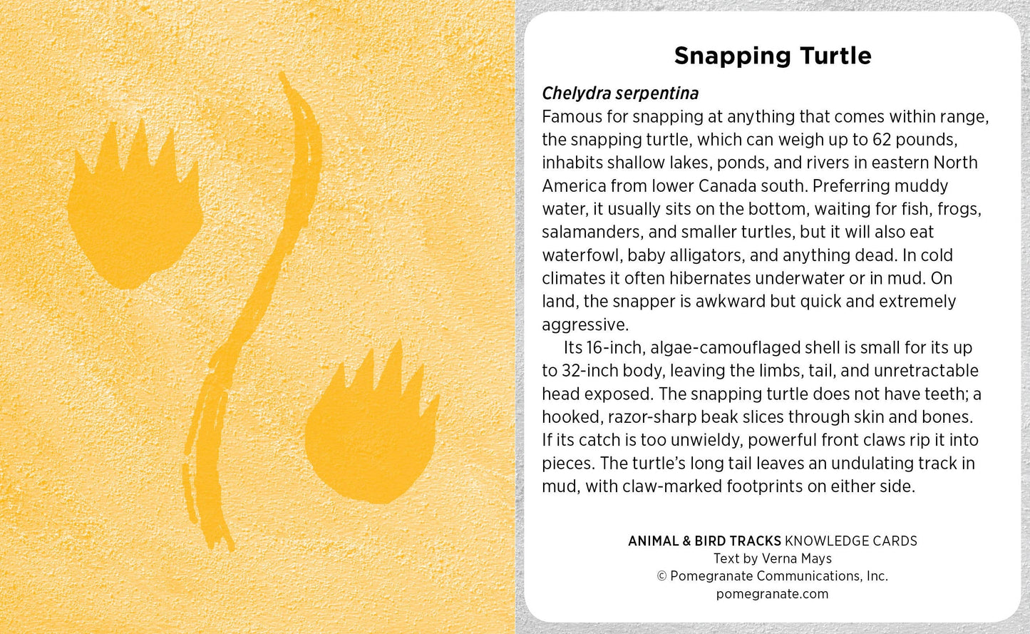 Animal & Bird Tracks Knowledge Cards