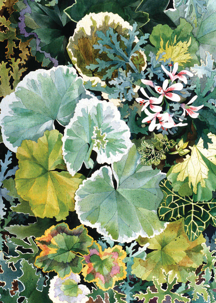 Geraniums Galore Cards