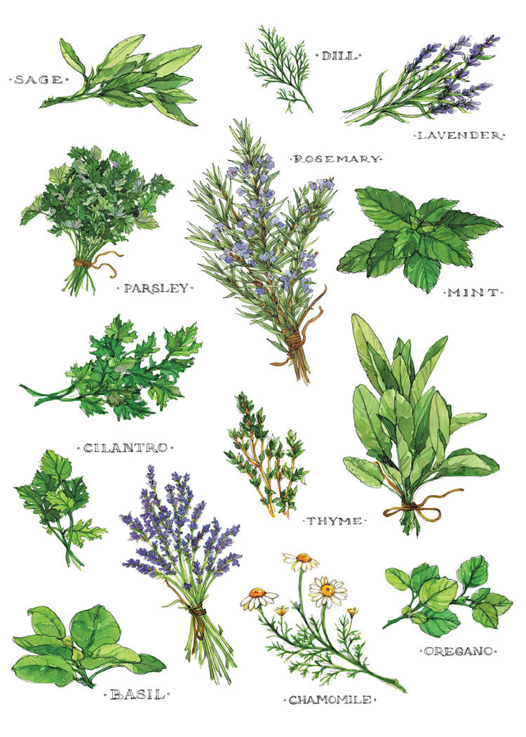 Field Guide to Herbs Blank Cards