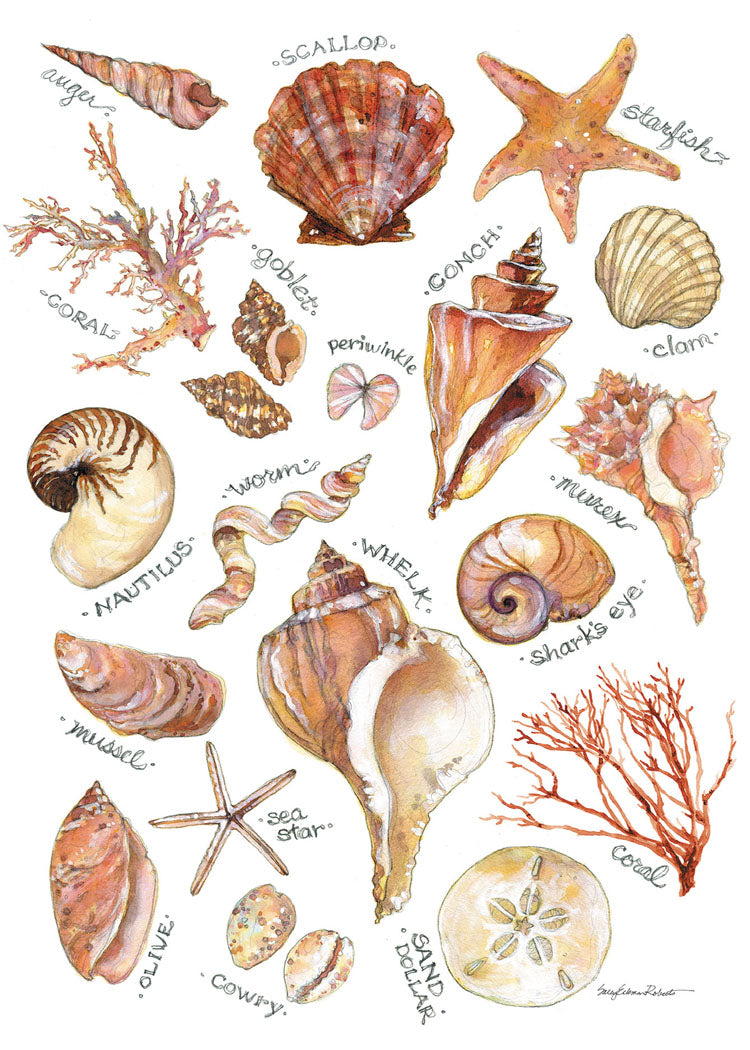 Field Guide to Seashells Blank Cards