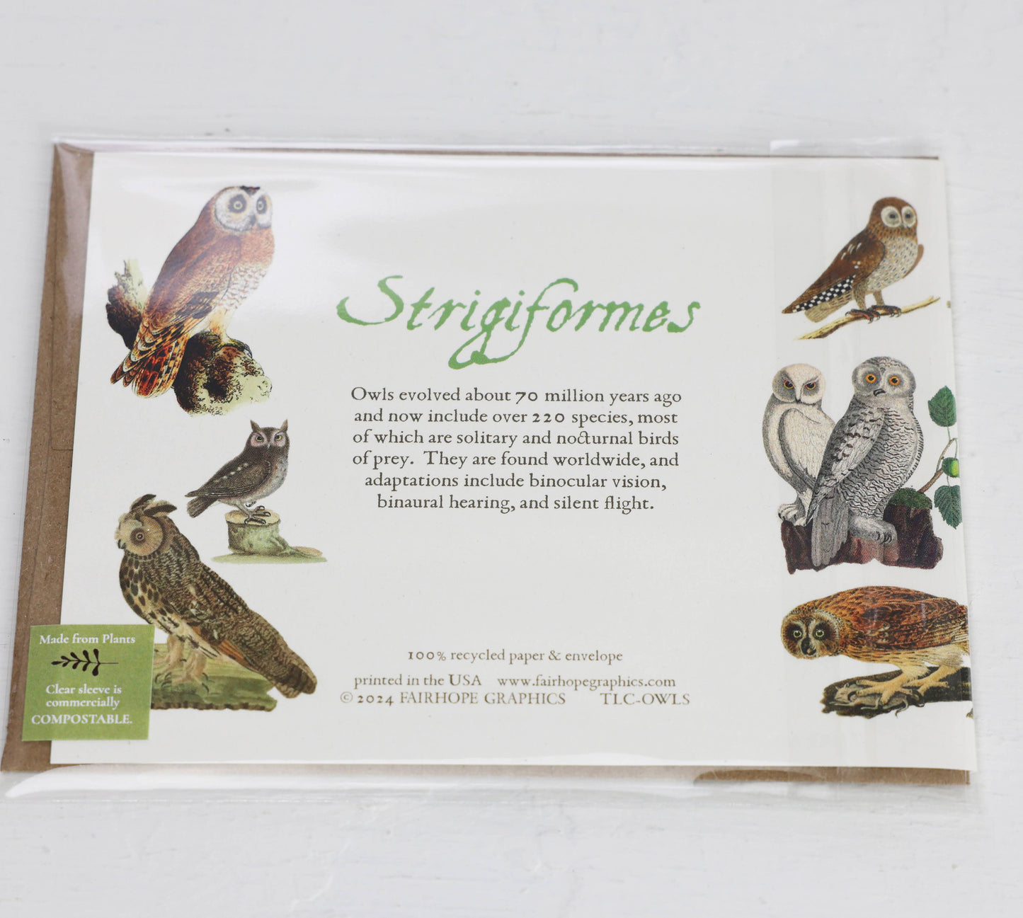 History of Owls Blank Card