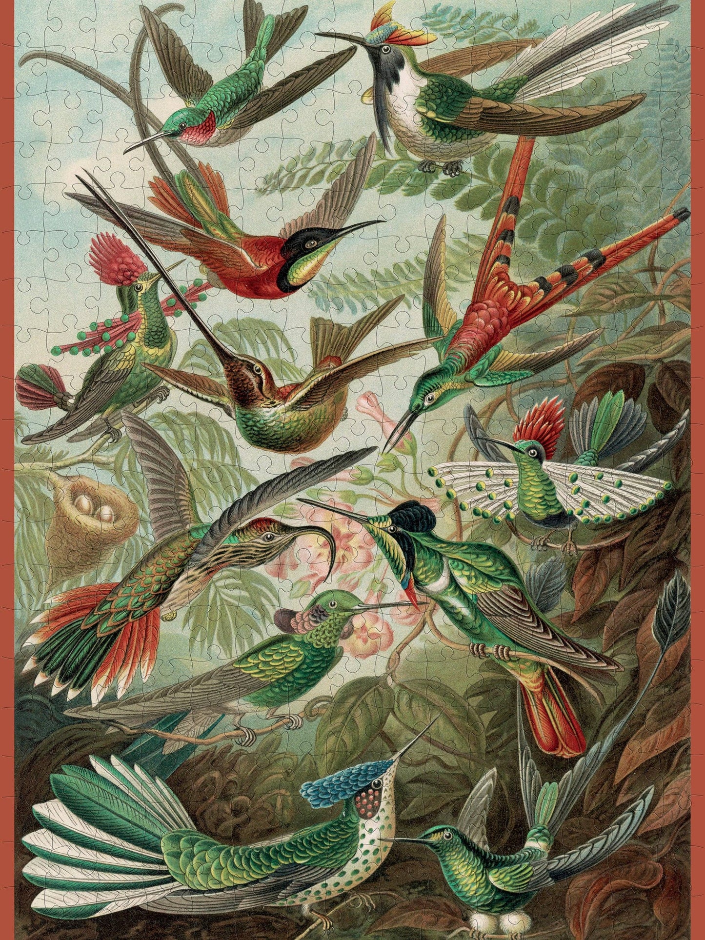 Ernst Haeckel: Hummingbirds Jigsaw Puzzle - 300pc