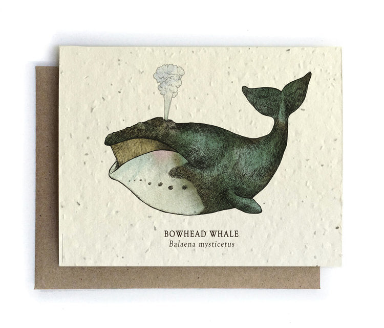 wildflower seeds cards Bowhead Whale
