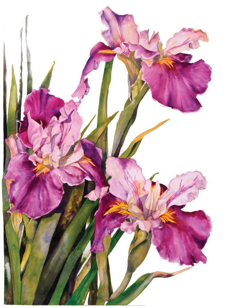 Louisiana Iris Card