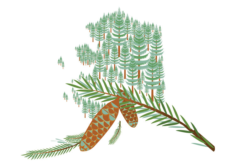 Alaska in Sitka Spruce Blank Card