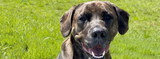 Our favorite breed is Rescue!