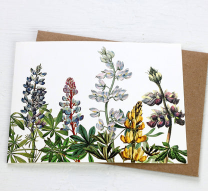 History of Lupinus Blank Card