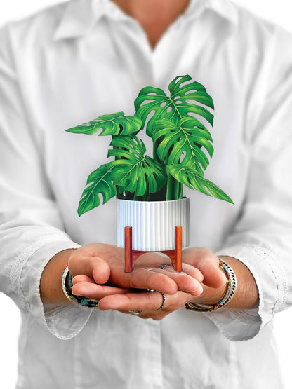 swiss cheese plant vs mini monstera Mini Monstera Plant Pop-Up Bouquet & Card – Allport Editions