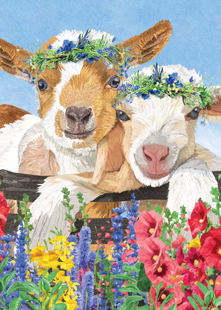 Hello Spring Goats Two Spring Goats Birthday Cards – Allport Editions