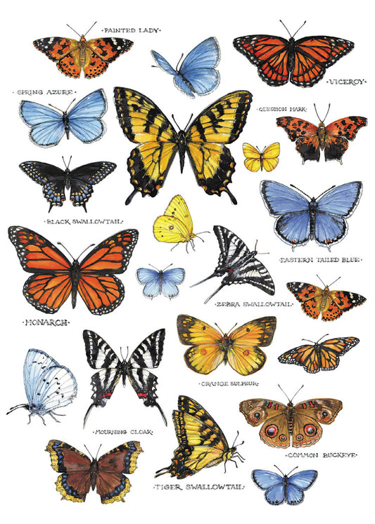Field Guide Butterflies Blank Cards