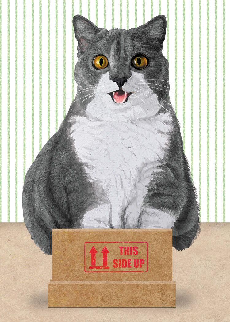 If I Fits, I Sits, Cat in Box Birthday Card