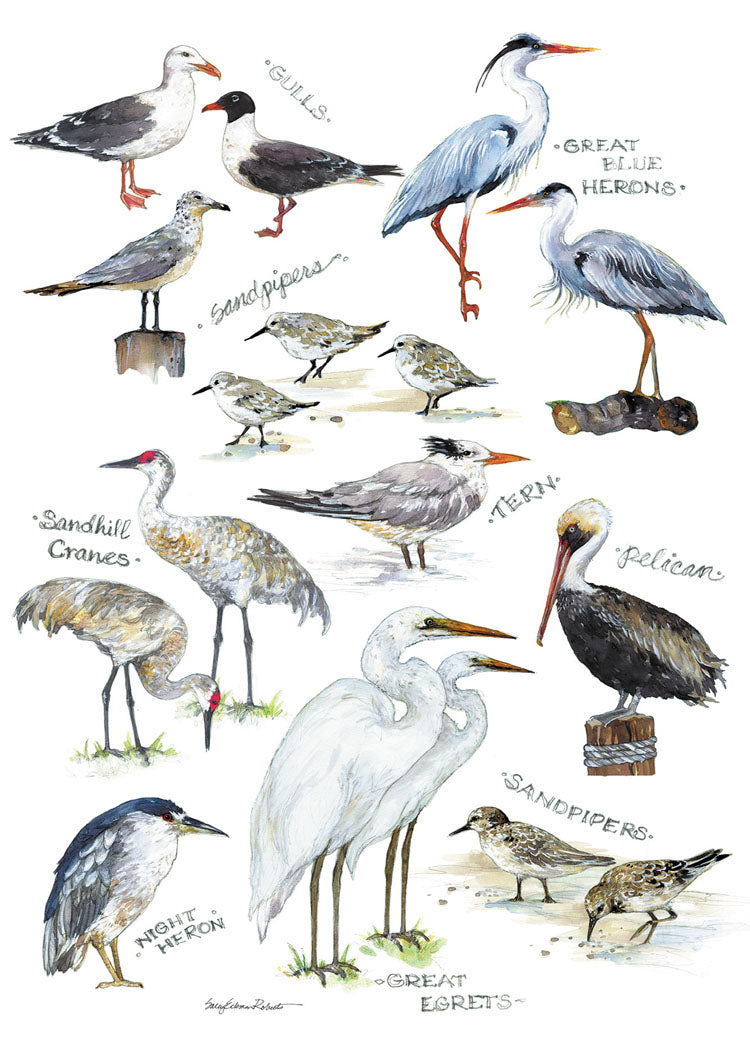 Field Guide to Shorebirds Blank Cards