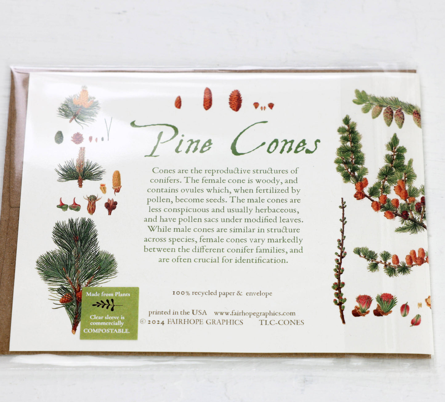 History of Pine Cones Blank Card