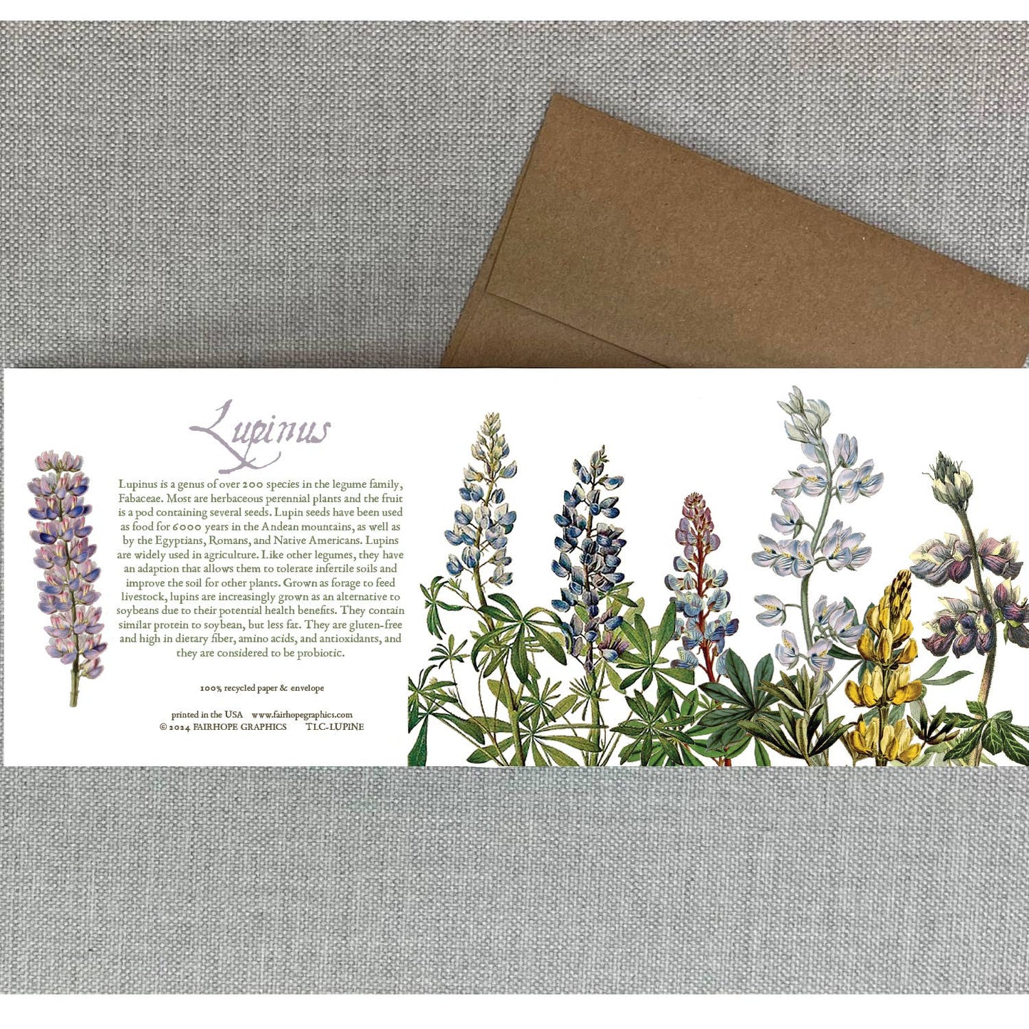 History of Lupinus Blank Card