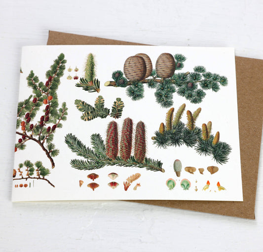 History of Pine Cones Blank Card