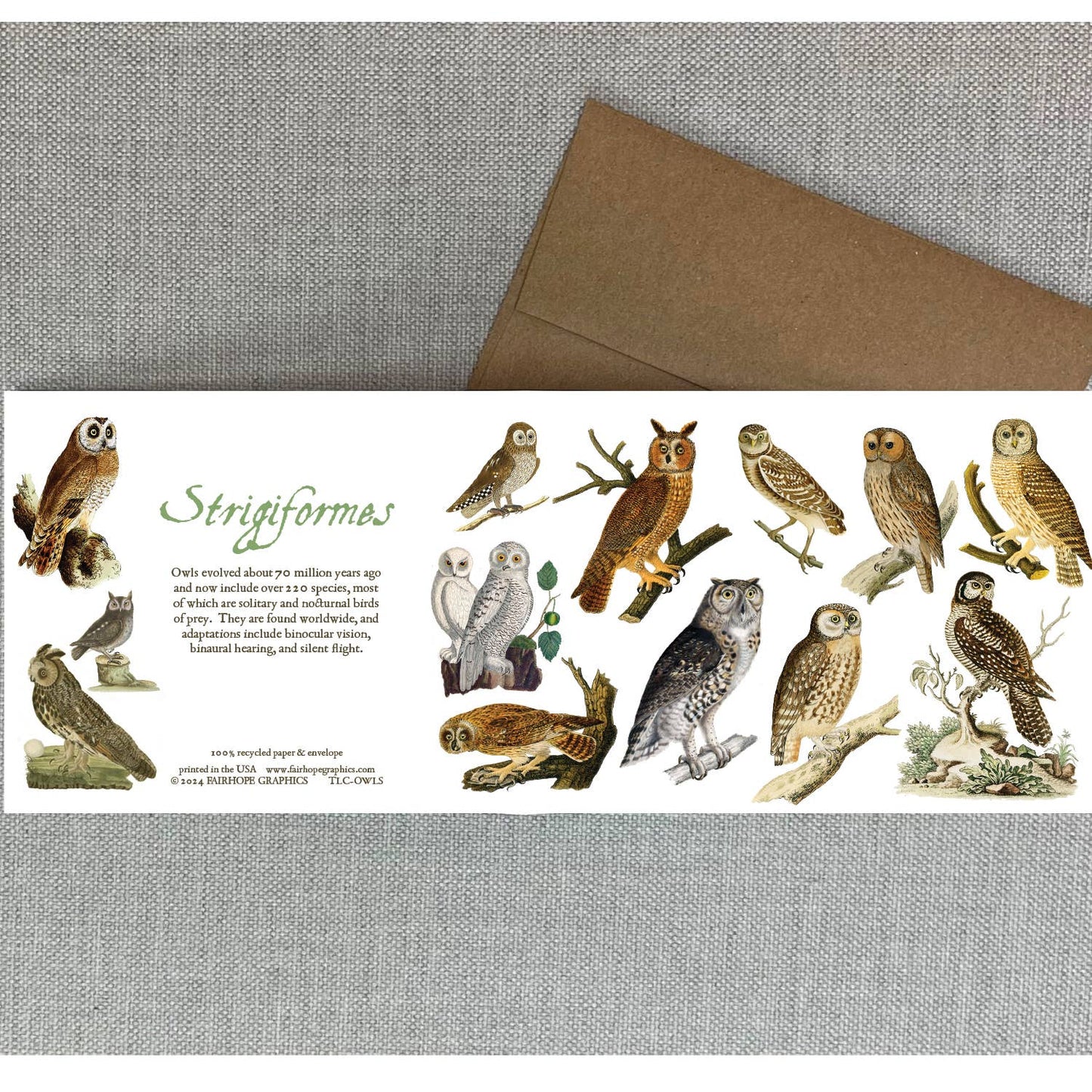 History of Owls Blank Card