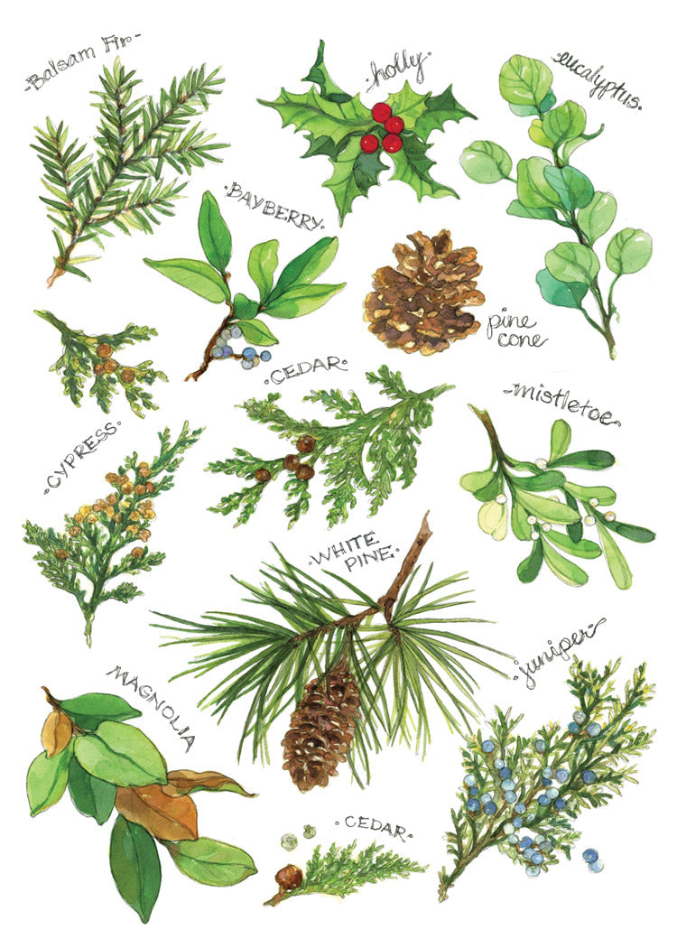 Winter Foliage Holiday Cards