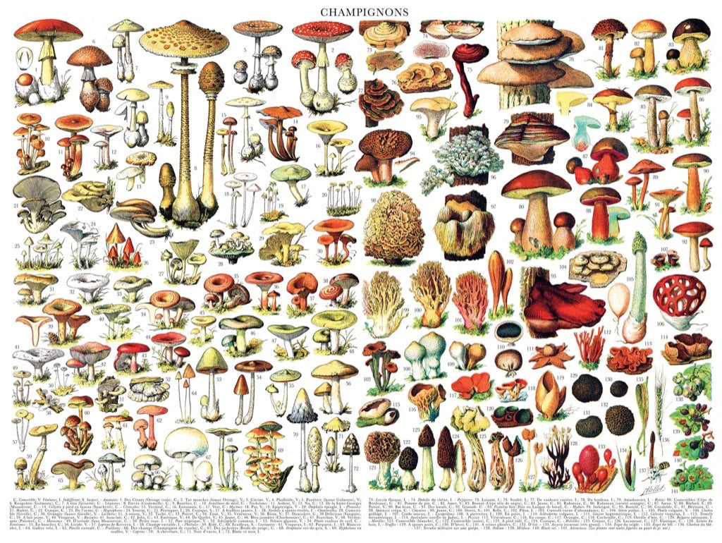 Mushrooms - Champignons Puzzle - 1000pc