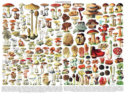 Mushrooms - Champignons Puzzle - 1000pc