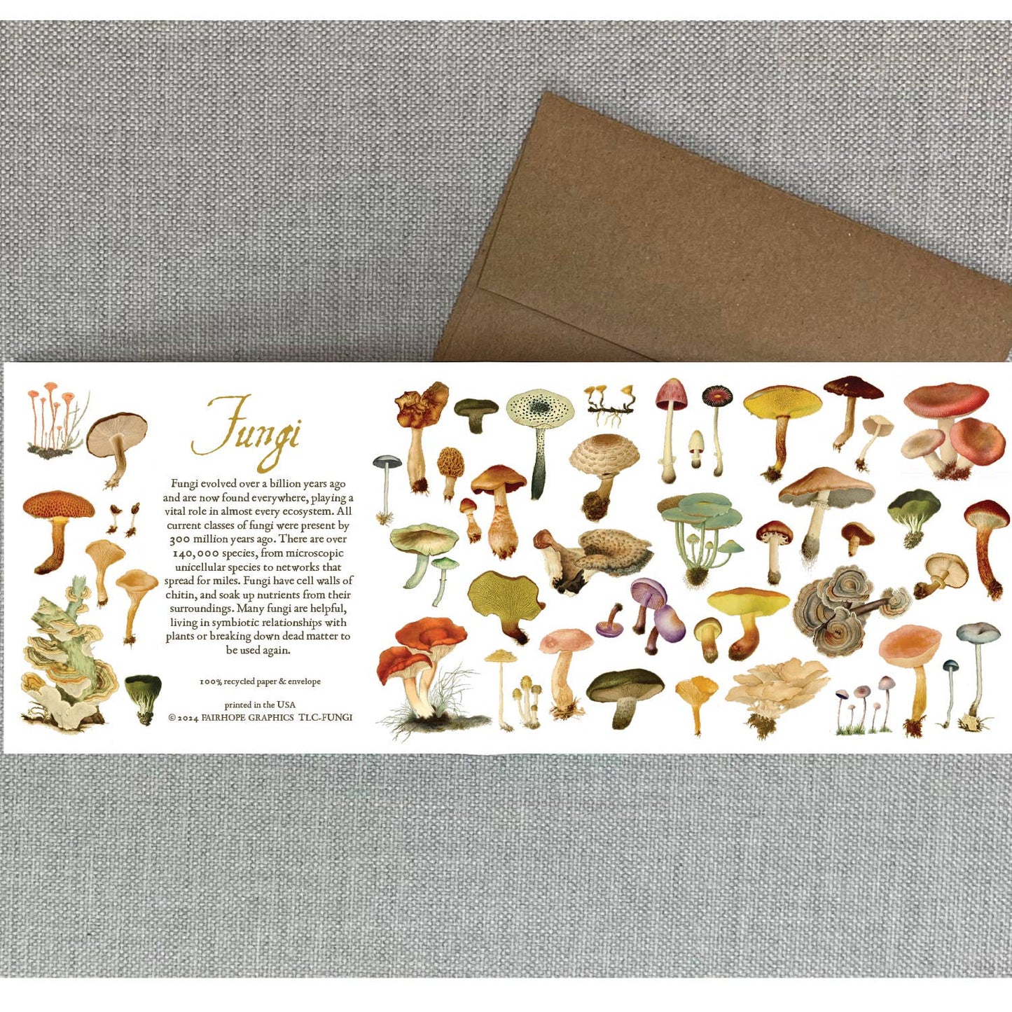 History of Fungi Blank Card