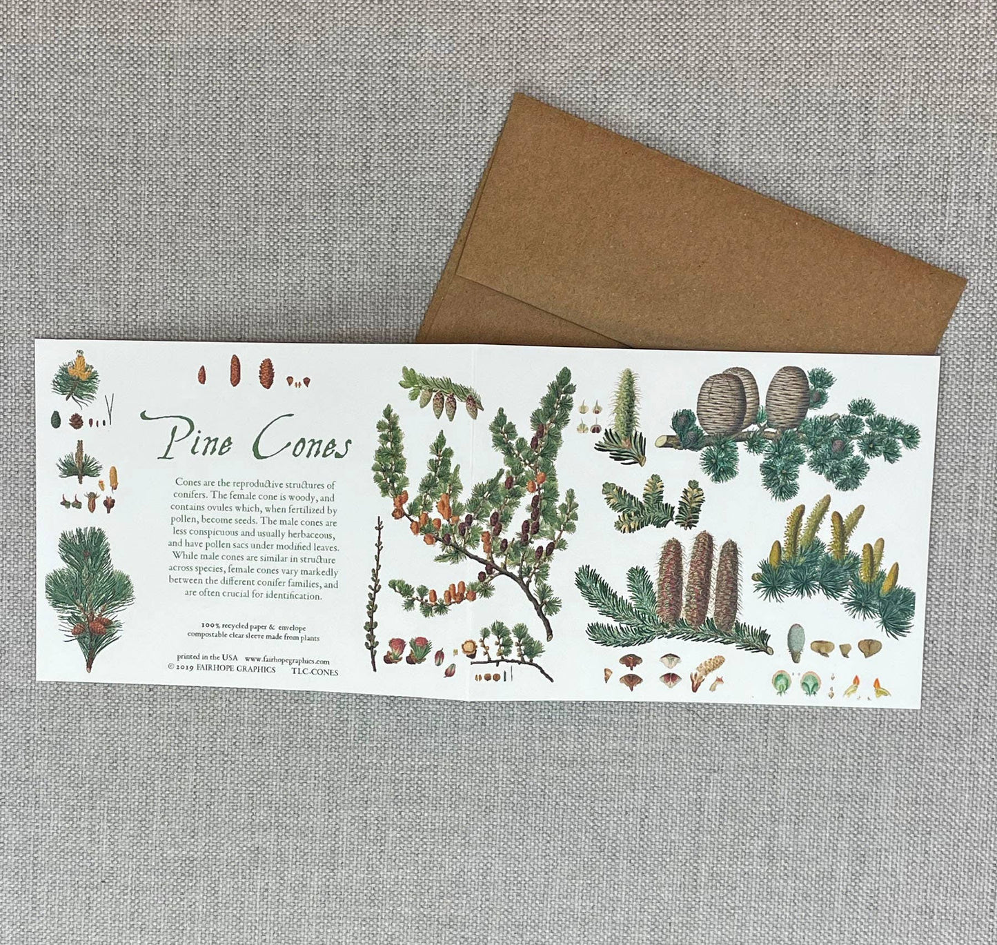 History of Pine Cones Blank Card