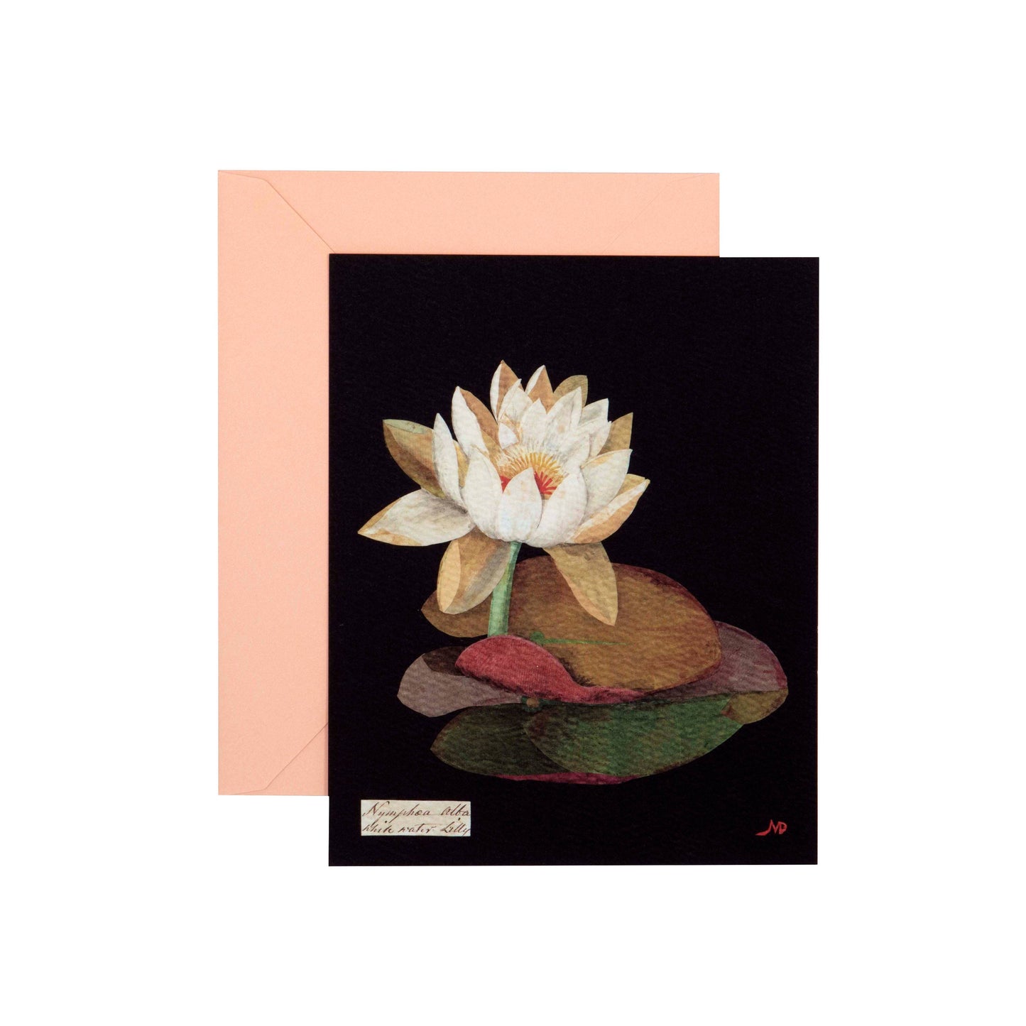 Paper Flowers Flat Cards