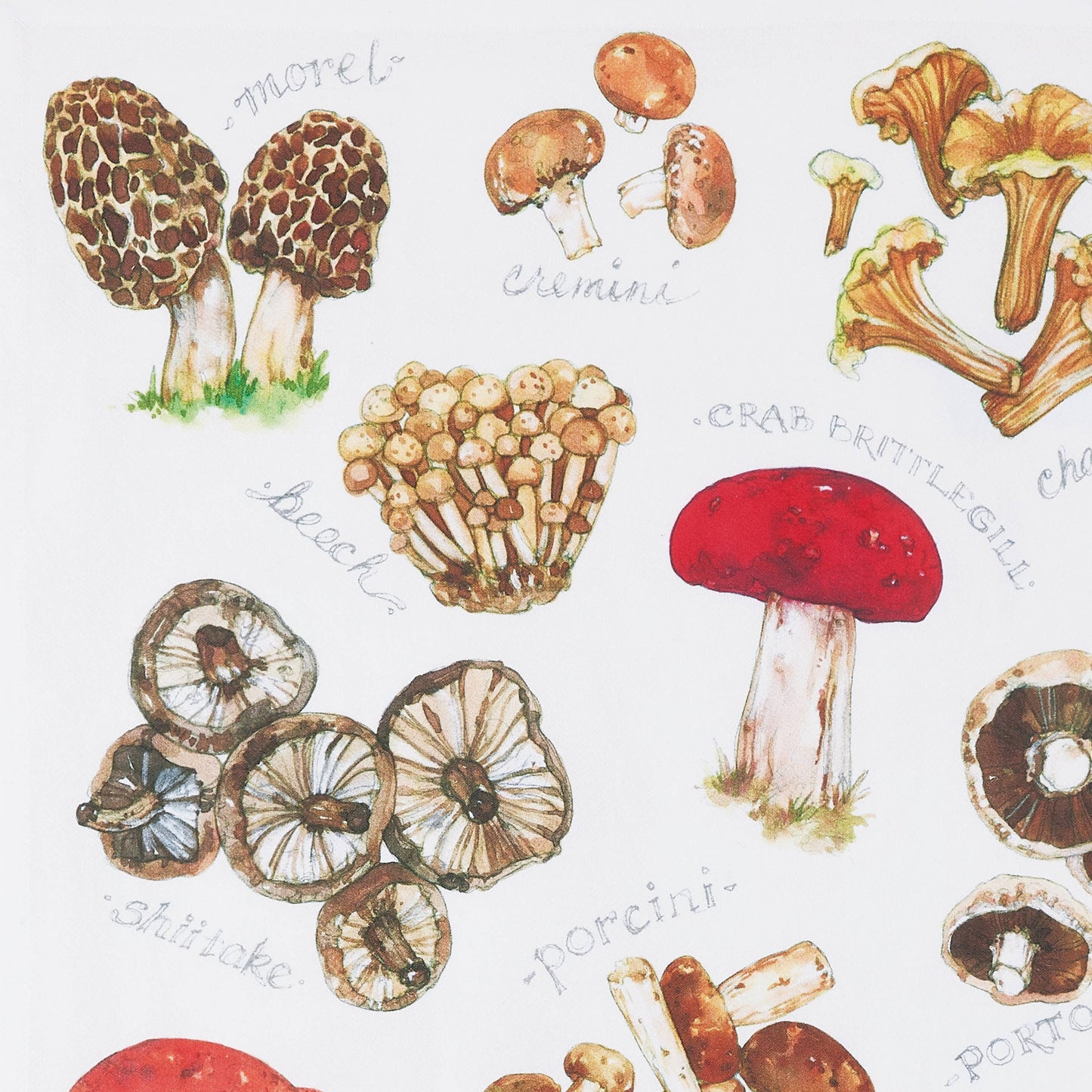 Field Guide to Mushrooms Tea Towel