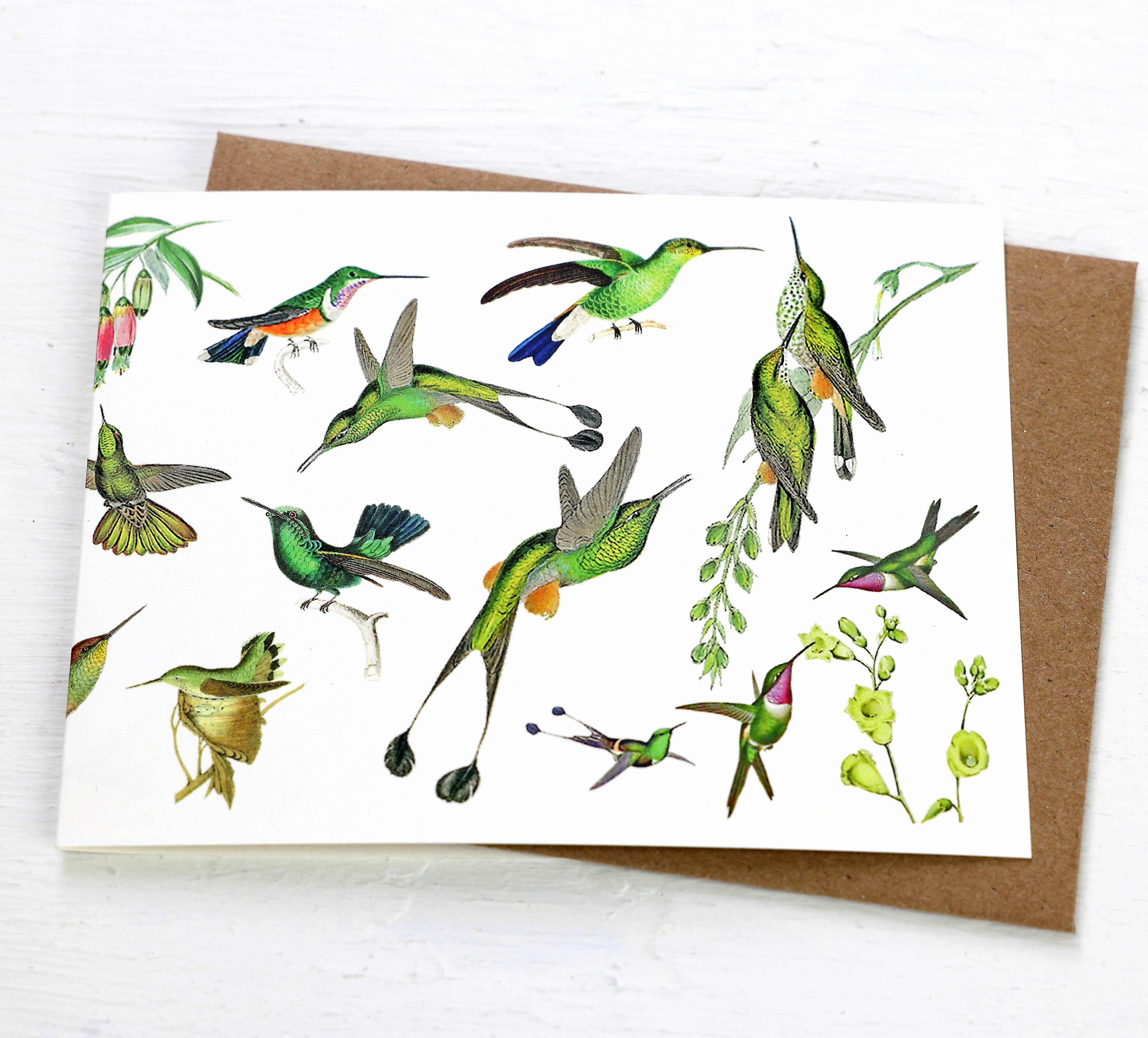 History of Hummingbirds Blank Card – Allport Editions