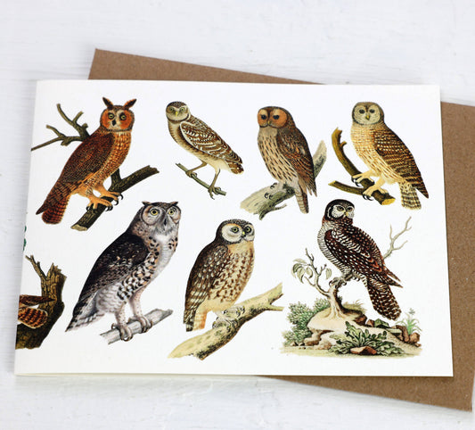 History of Owls Blank Card